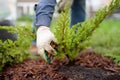 Gardener mulching with pine bark juniper plants in the yard. Seasonal works in the garden. Landscape design. Ornamental shrub