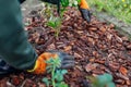 Gardener mulching spring garden with pine wood chips mulch. Man puts bark around plants