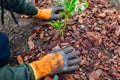 Gardener mulching spring garden with pine wood chips mulch. Man puts bark around plants