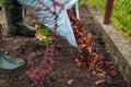 Gardener mulching spring garden with pine wood chips mulch pouring it out of bag. Man puts bark around plants Royalty Free Stock Photo