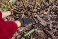 Gardener mulching spring garden with pine wood chips mulch. Woman puts bark around rose bush