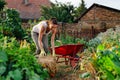 Gardener with wheelbarrow working in back yard, sunny nature Royalty Free Stock Photo