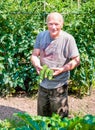 Gardener with organic courgettes Royalty Free Stock Photo