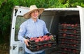 Gardener packing crates with peaches