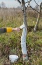 Gardener with paint brush whitewashing walnut tree trunk in the garden