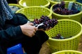 Gardener pick and cut a purple grapes are organic fruit in yellow basket . yellow Scissors . bunch of fresh ripe grape at vineyard Royalty Free Stock Photo