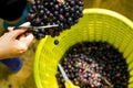 Gardener pick and cut a purple grapes are organic fruit in yellow basket . yellow Scissors . bunch of fresh ripe grape at vineyard Royalty Free Stock Photo