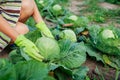 Gardener picking cabbage in autumn garden, choosing ripe ready vegetable and putting crop in basket. Fall farm