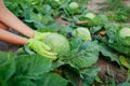 Gardener picking cabbage in summer garden, choosing ripe ready vegetable and putting crop in basket