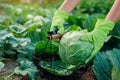 Gardener picking cabbage in summer garden, cutting it with pruner and putting vegetable crop in basket Royalty Free Stock Photo