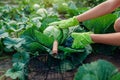 Gardener picking cabbage in summer garden, cutting it with pruner and putting vegetable crop in basket Royalty Free Stock Photo