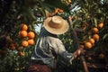 Gardener picking oranges from tree. Generate ai