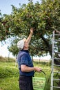 Gardener picking ripe apples in orchard Royalty Free Stock Photo