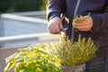 Gardener picking thyme herb in flowerpot on balcony. urban container herb garden concept Royalty Free Stock Photo