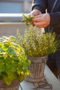 gardener picking thyme herb in flowerpot on balcony. urban container herb garden concept Royalty Free Stock Photo
