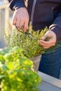 Gardener picking thyme herb in flowerpot on balcony. urban container herb garden concept Royalty Free Stock Photo