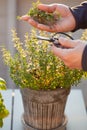 Gardener picking thyme herb in flowerpot on balcony. urban container herb garden concept Royalty Free Stock Photo