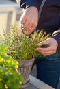Gardener picking thyme leaves on balcony. urban container garden concept Royalty Free Stock Photo