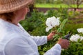 Gardener picking tree peonies flowers in spring garden. Woman cutting stem with pruner. Gardening. Close up Royalty Free Stock Photo