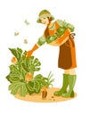 Gardener picking zucchini in his garden. Springtime.