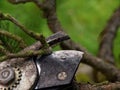 Gardener pincers trimming bonsai tree. Cleaning treetop Royalty Free Stock Photo