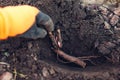 Gardener planting bare rooted peony tubers in soil in autumn garden. Fall propagation work