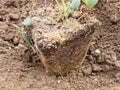 Gardener is planting berry bush and bark mulch in ground Royalty Free Stock Photo