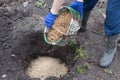 Gardener planting a blueberry bush fertilizes the soil with sawdust. Put sawdust into the ground for fertilizer.