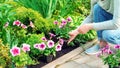 A gardener planting flower seedlings in a flower bed in spring. Garden work on transplanting potted plants into the soil.