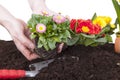 Gardener planting flowers