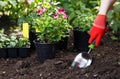 Gardener planting flowers in the garden, close up photo. Royalty Free Stock Photo