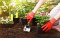 Gardener planting flowers in the garden, close up photo. Royalty Free Stock Photo