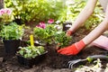 Gardener planting flowers in the garden, close up photo. Royalty Free Stock Photo