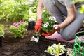 Gardener planting flowers in the garden, close up photo. Royalty Free Stock Photo