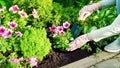 The gardener planting flowers with hand trowel in black soil in a flower bed. Planting seedlings of annual flowers. A pink petunia Royalty Free Stock Photo