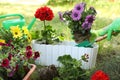 Gardener planting flowers in pot outdoors, closeup Royalty Free Stock Photo