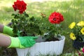 Gardener planting flowers in pot outdoors, closeup Royalty Free Stock Photo