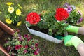 Gardener planting flowers in pot outdoors, top view Royalty Free Stock Photo