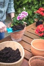 Gardener planting geranium plant into terracotta flowerpot