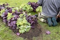 Gardener planting green and purple plants called heuchera