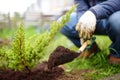 Gardener planting juniper plants in the yard. Seasonal works in the garden. Landscape design. Landscaping