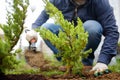 Gardener planting juniper plants in the yard. Seasonal works in the garden. Landscape design. Landscaping