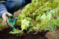 Gardener planting juniper plants in the yard. Seasonal works in the garden. Landscape design. Landscaping