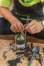 Gardener planting mini succulent in a glass