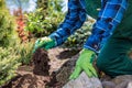 Gardener planting new tree in a garden.