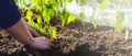 Gardener planting plants with hands Royalty Free Stock Photo