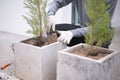 Gardener planting plants in pots Royalty Free Stock Photo