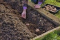 Gardener planting potatoes Royalty Free Stock Photo