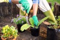 Gardener planting potted plants at garden