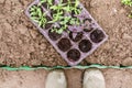 Gardener. Planting of purple basil in organic garden. Gardening in springtime.